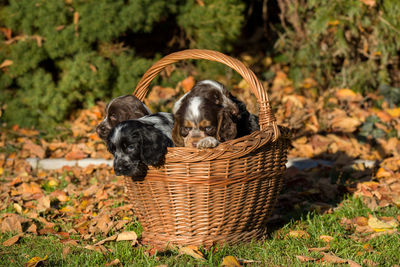 Dog in basket on field