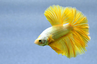 Multi color betta fish halfmoon from thailand or siamese fighting fish isolated in grey background