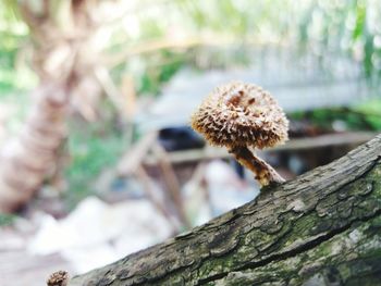 Close-up of mushroom growing on tree