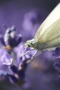 Close-up of insect on flower