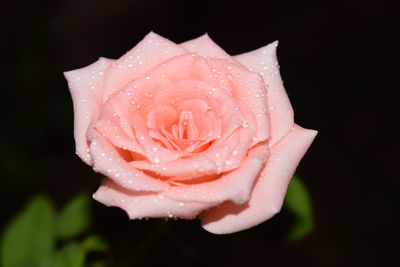 Close-up of raindrops on pink rose