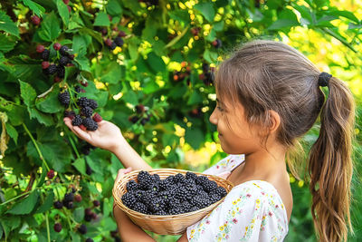 Cute girl picking black raspberries