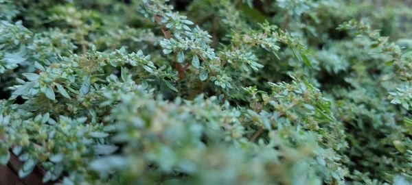 High angle view of plants growing on land