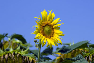 Close-up of sunflower on field against clear sky