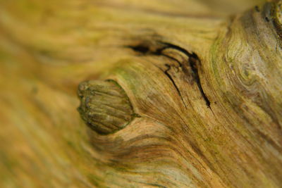 Detail shot of tree trunk