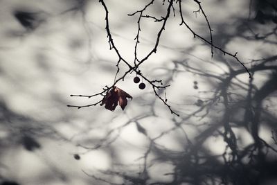 Close-up of berries on tree