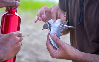 Midsection of man holding bird