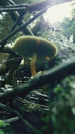 Close-up of starfish on tree