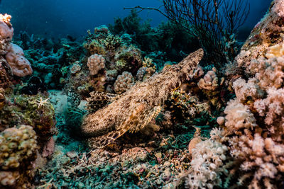 Coral reefs and water plants in the red sea, colorful and full of different colors a.e