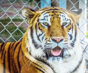 Close-up portrait of tiger in zoo