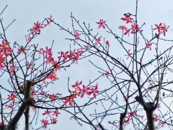 Low angle view of flowering tree against sky