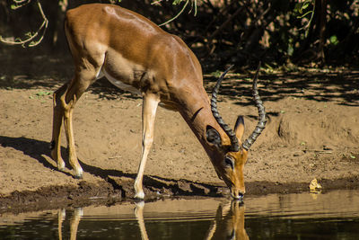 Impala drinking water