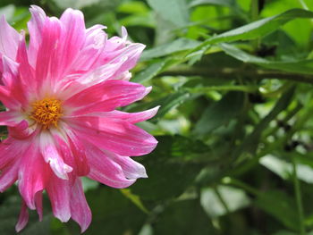 Close-up of pink flower blooming outdoors