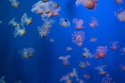 Close-up of jellyfish swimming in sea