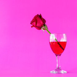 Close-up of pink rose in glass against red background