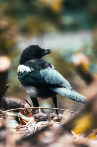 Close-up of magpie perching on a land