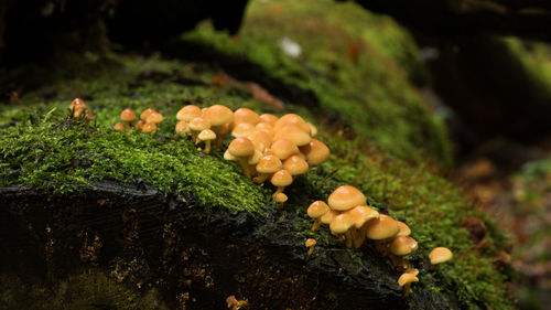 Close-up of mushrooms growing on moss