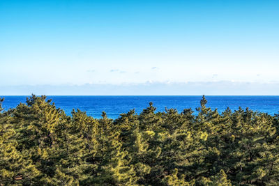 The view of gangmun beach covered in pine trees viewed from above. taken in gangneung, south korea