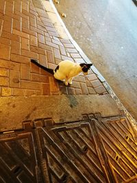 High angle view of bird perching on floor