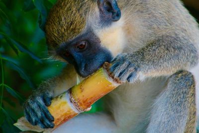 Close-up of monkey eating sugar cane