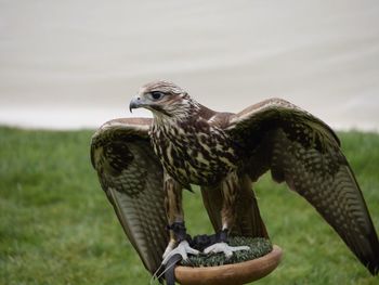 Hawk on plant against cloudy sky