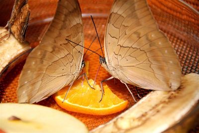 Close-up of orange fruits