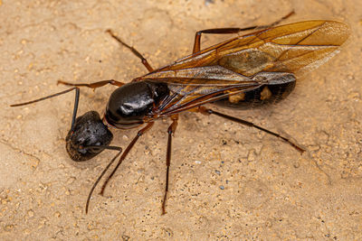 Close-up of insect