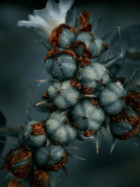 Close-up of berries growing on tree