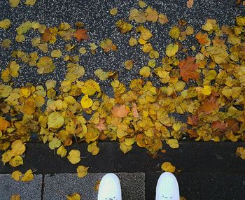 Low section of person on leaves