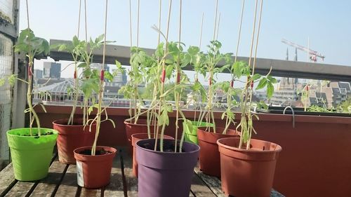 Close-up of potted plants