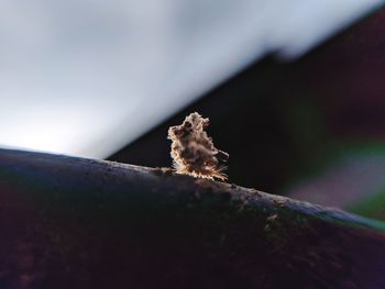 Close-up of spider on plant