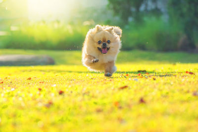 Small dog running on grass