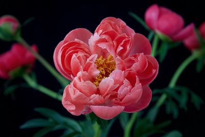 Close-up of pink rose flower