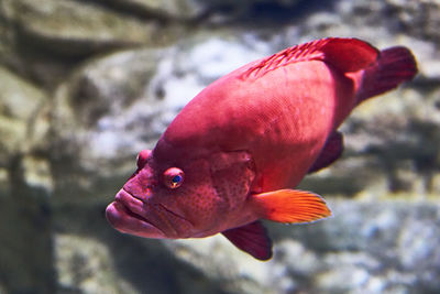 Close-up of fish swimming in sea