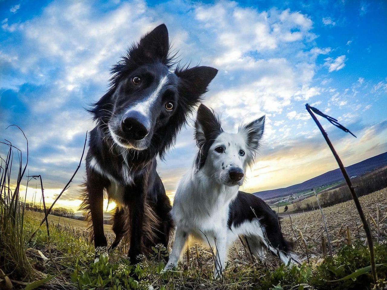 mammal, animal themes, domestic animals, one animal, pets, dog, sky, portrait, looking at camera, cloud - sky, standing, field, grass, nature, cloud, outdoors, front view, no people, day, vertebrate