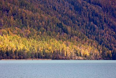 Scenic view of lake in forest