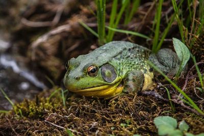 Close-up of lizard