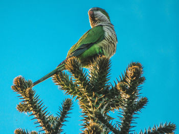 Low angle view of parrot perching on tree against blue sky