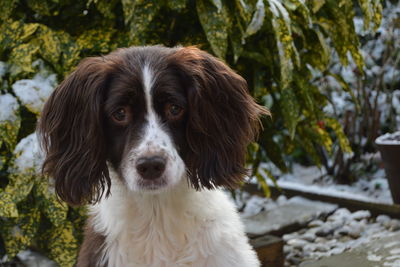 Close-up portrait of dog on field