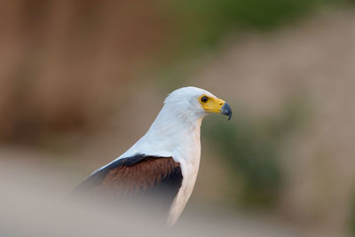 Close-up of a bird