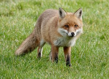 animal