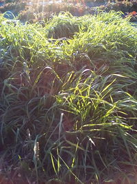 Full frame shot of grass