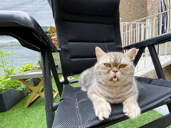 Portrait of cat sitting on chair