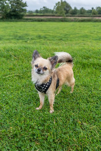 Portrait of dog standing on field