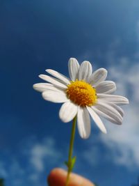 Close-up of hand holding white flower