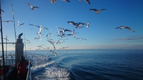 Birds flying over sea against clear sky