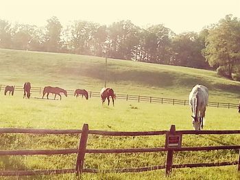 Horses grazing in field