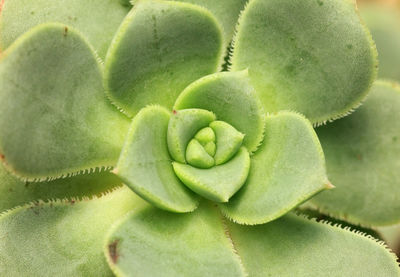 Geometry in cactus leaves, detail