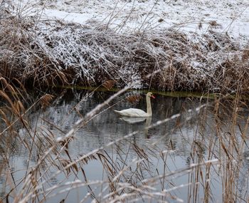 Swan swimming in lake