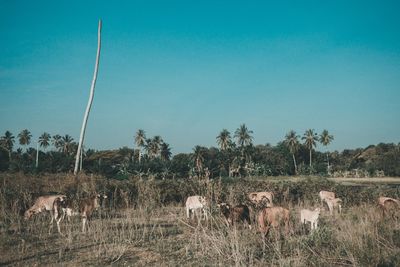 Sheep grazing on field against clear blue sky